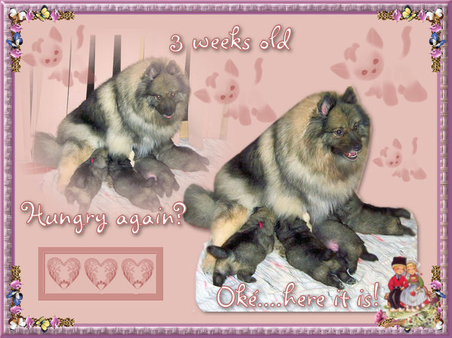 3-wks-old.jpg