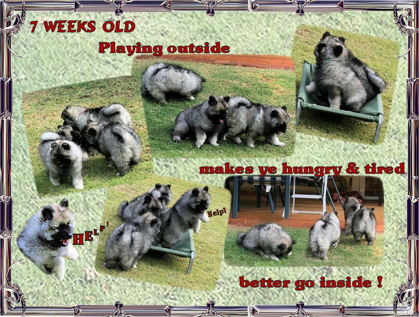 7wks-old.jpg