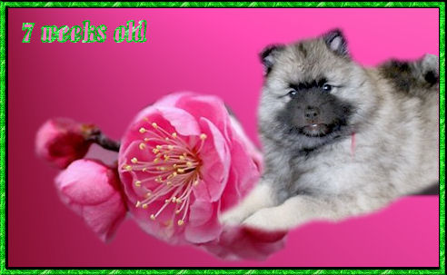 kelly-7wks.jpg