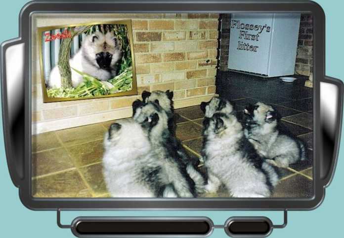 looking-tv.jpg
