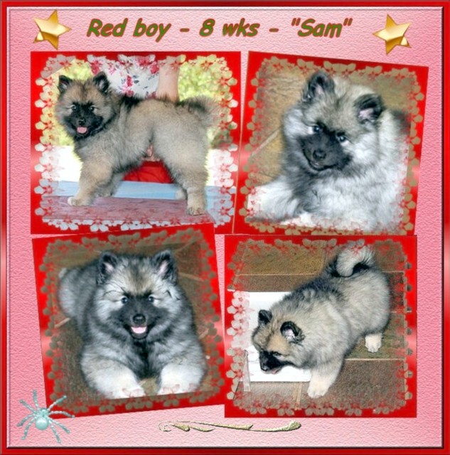 red-8wks.jpg