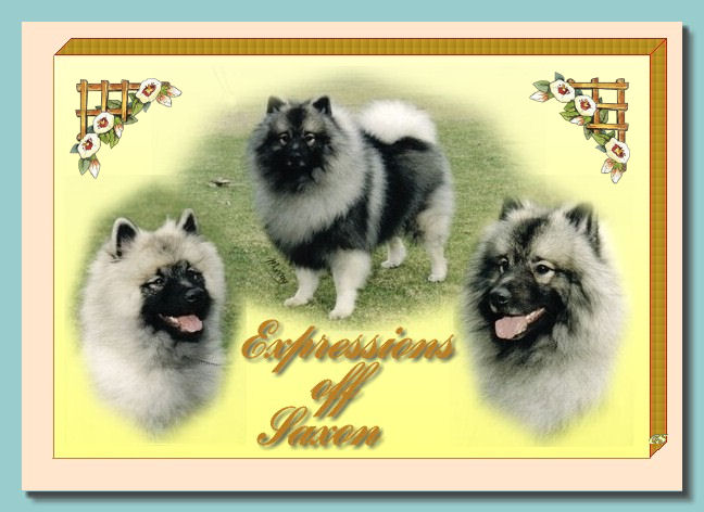 saxon-a-pup.jpg